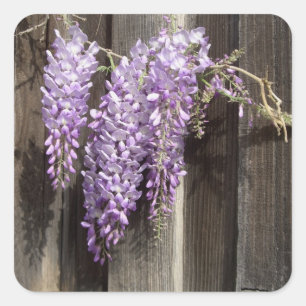 Lila Aufkleber der Blume Wisteria