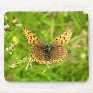 Lila ausgestreckte Kupfer-Schmetterlingsmuse Mousepad