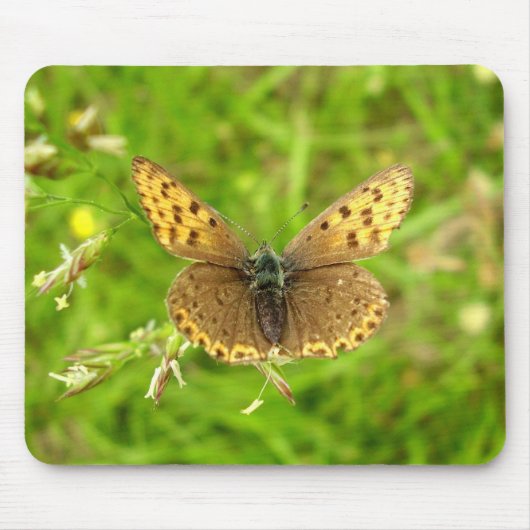 Lila ausgestreckte Kupfer-Schmetterlingsmuse Mousepad (Vorne)