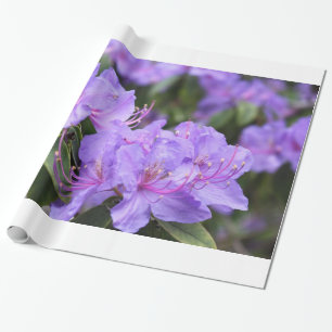 Lila Azalea Blume Feiertag, Weihnachten, Geburtsta Geschenkpapier