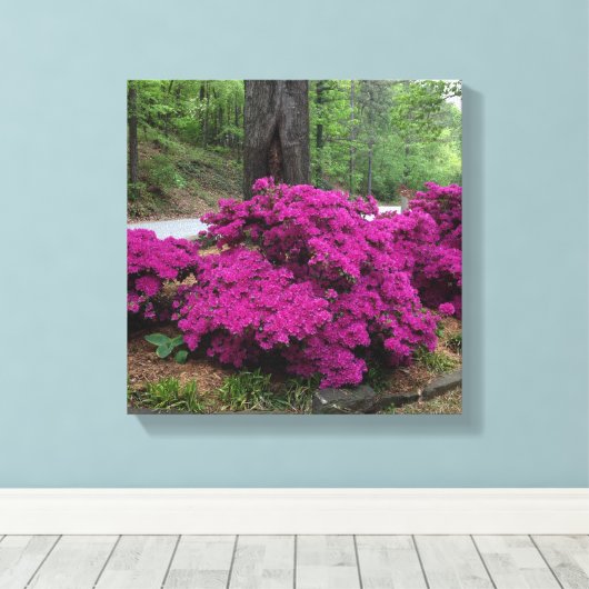Lila Azalea Bushes in Bloom Leinwanddruck (Insitu (Holzboden))