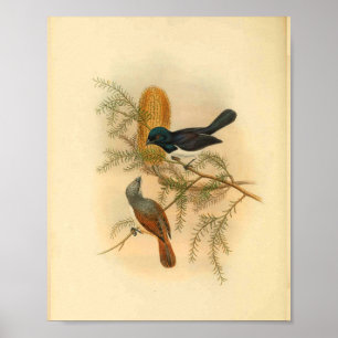 Lila Backed Flycatcher Bird Vintag Print Poster