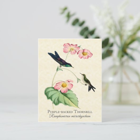 Lila Backed Thornbill Hummingbird Art Postkarte (Stehend Vorderseite)