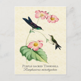 Lila Backed Thornbill Hummingbird Art Postkarte