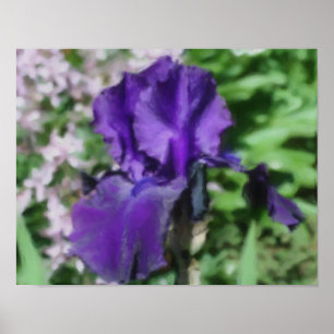 Lila Bartete Iris Blume Art Foto Malerei Poster