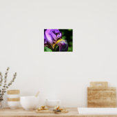 Lila Bartete Iris Blume Petal Poster (Küche)
