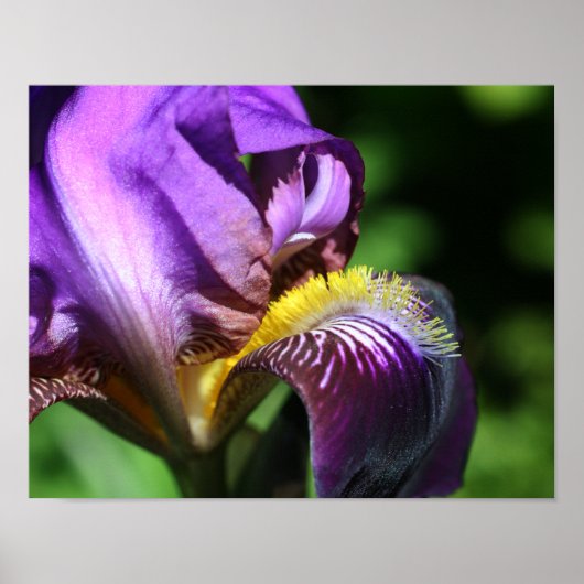 Lila Bartete Iris Blume Petal Poster (Vorne)