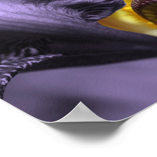 Lila Bartete Iris Blume Petal Poster (Ecke)