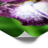Lila Bartete Iris Nah Up Blume Orton Art Poster (Ecke)