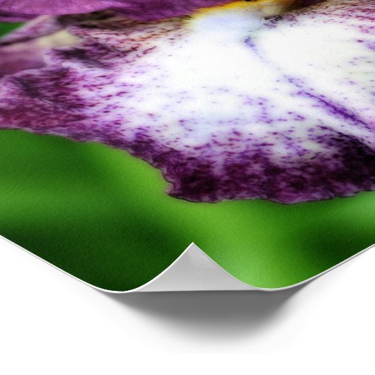 Lila Bartete Iris Nah Up Blume Orton Art Poster (Ecke)