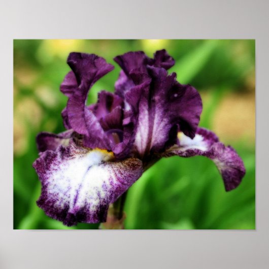 Lila Bartete Iris Nah Up Blume Orton Art Poster (Vorne)