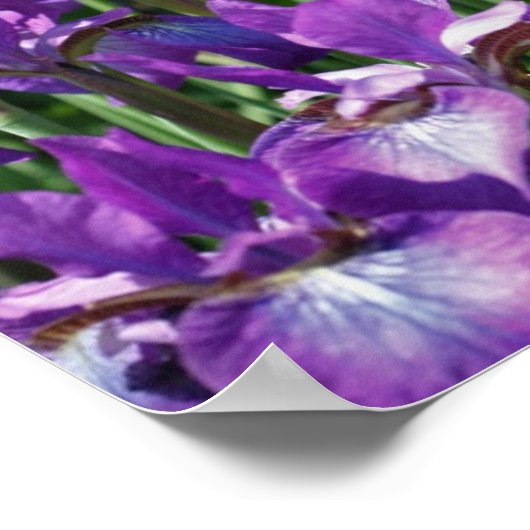 Lila Barti-Blume bei Sonnenlicht Poster (Ecke)