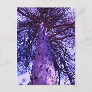 Lila Baum Postkarte
