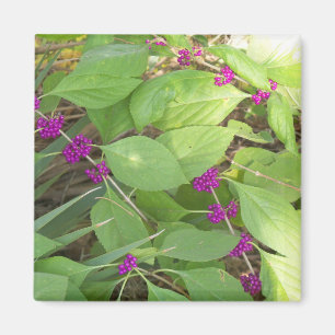 Lila Beautybeeren Magnet