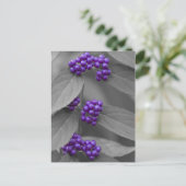 Lila Berries auf Schwarz und Weiß Postkarte (Stehend Vorderseite)