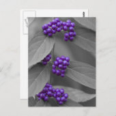 Lila Berries auf Schwarz und Weiß Postkarte (Vorne/Hinten)