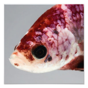 Lila Betta Fisch-Kopf Fotodruck