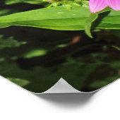 Lila Bewohner, Bute Park, Cardiff, Wales Poster (Ecke)