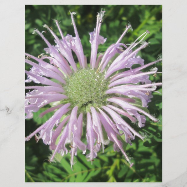 Lila Bienenpalme (Vorderseite)