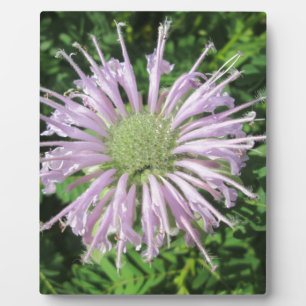 Lila Bienenpalme Fotoplatte