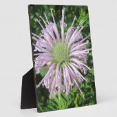 Lila Bienenpalme Fotoplatte (Seite)