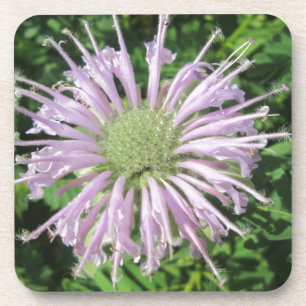 Lila Bienenpalme Getränkeuntersetzer