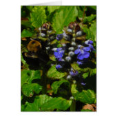 Lila Bienenvölker und Hummel (Vorne)