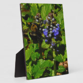 Lila Bienenvölker und Hummel Fotoplatte (Seite)