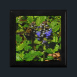 Lila Bienenvölker und Hummel Geschenkbox<br><div class="desc">Lila Bee Balm Blume Blossom und gelb-schwarz Hummeln Foto von Sandy Closs am Arrowhad See lila genommen,  "Bienenbalsam",  Blume,  Blume,  Blumen,  Frühling,  Kirsche,  Kirschen,  Garten,  Hochzeit,  Hochzeiten, </div>