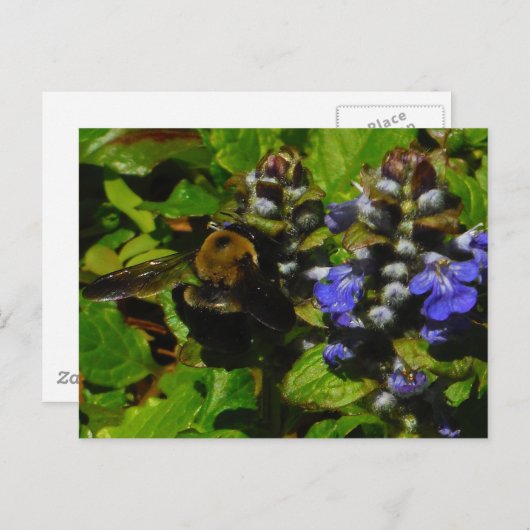 Lila Bienenvölker und Hummel Postkarte (Vorne/Hinten)