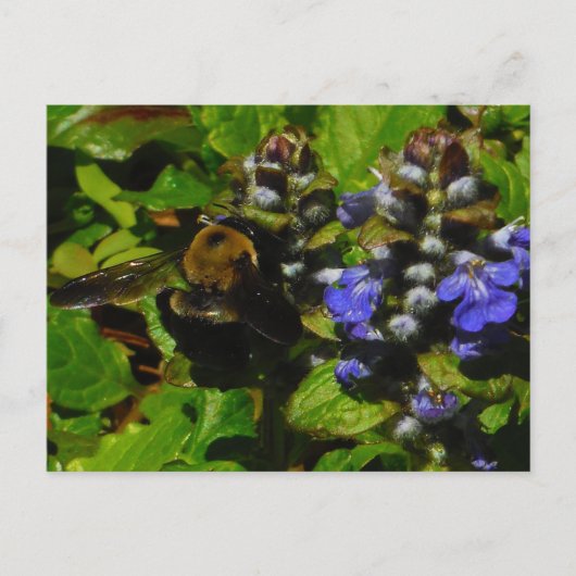 Lila Bienenvölker und Hummel Postkarte (Vorderseite)