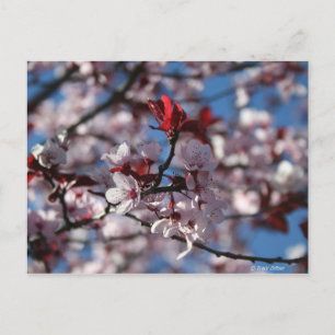 Lila-blättriger Pflaum Postkarte