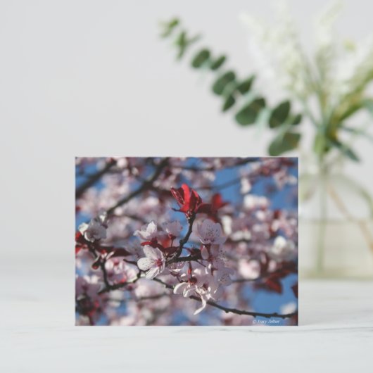 Lila-blättriger Pflaum Postkarte (Stehend Vorderseite)