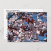 Lila-blättriger Pflaum Postkarte (Vorne/Hinten)