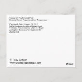 Lila-blättriger Pflaum Postkarte (Rückseite)