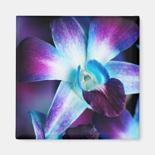 Lila & blau Dendrobium Orchideen Magnet (Vorne)