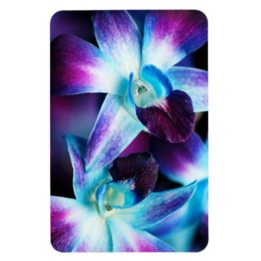 Lila & blau Dendrobium Orchideen Magnet (Vertikal)