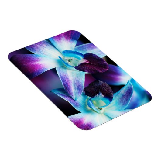 Lila & blau Dendrobium Orchideen Magnet (Rechte Seite)