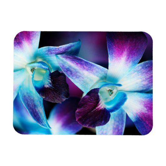 Lila & blau Dendrobium Orchideen Magnet (Horizontal)