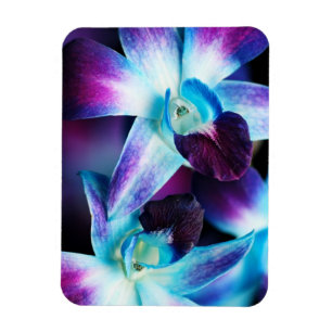 Lila & blau Dendrobium Orchideen Magnet