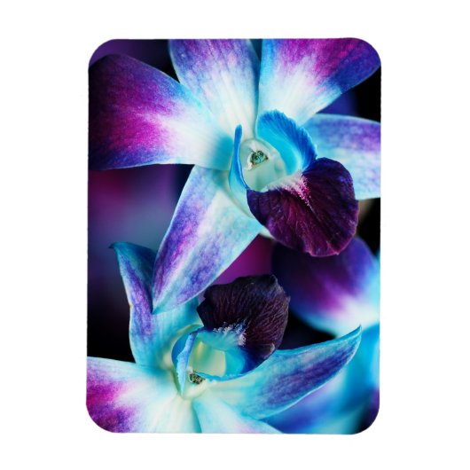 Lila & blau Dendrobium Orchideen Magnet (Vertikal)