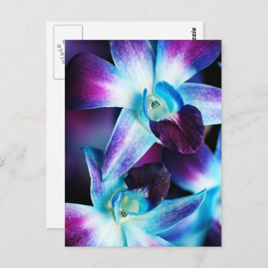 Lila & blau Dendrobium Orchideen Postkarte (Vorne/Hinten)