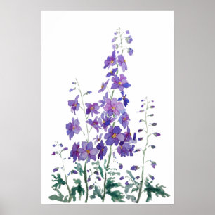 lila-blaue Delphina-Aquarellfarbe Poster