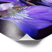 Lila blaue Flagge Iris Blume 8x10 Fotodruck (Ecke)