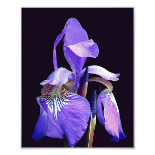 Lila blaue Flagge Iris Blume 8x10 Fotodruck (Vorne)