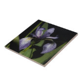 Lila Blaue Flagge Iris Blume Natur Fliese (Seite)