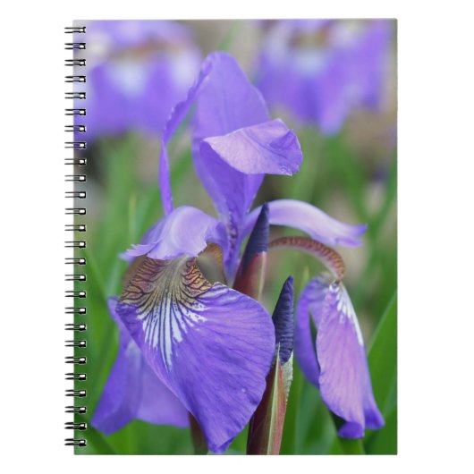 Lila Blaue Flagge Iris Blume Natur Notizblock (Vorderseite)