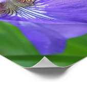 Lila blaue Flagge Iris-Blume Poster (Ecke)