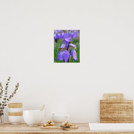 Lila blaue Flagge Iris-Blume Poster (Küche)