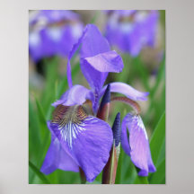 Lila blaue Flagge Iris-Blume